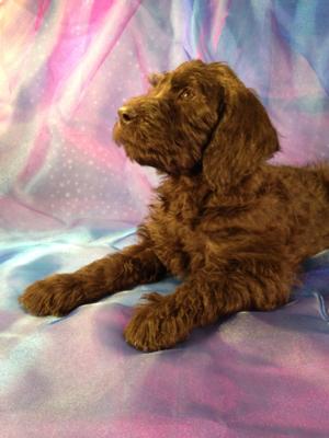 Male Standard Schnoodle Puppy for sale #6 Professional Standard Schnoodle Breeder Near Wisconsin, Illinois, and Minnesota!